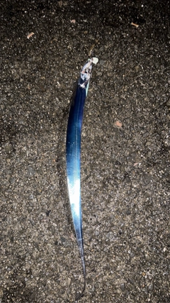 タチウオの釣果