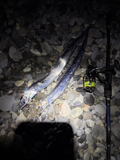 タチウオの釣果