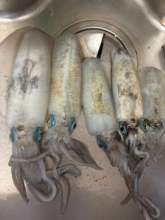 アオリイカの釣果