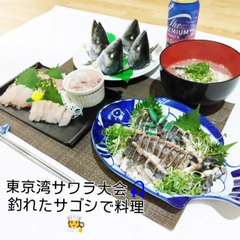 サゴシの釣果