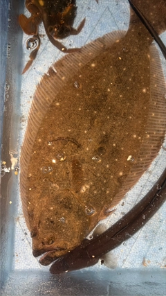 ヒラメの釣果