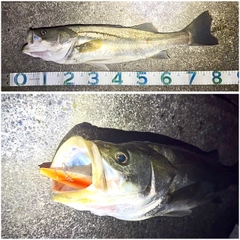 スズキの釣果