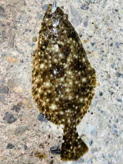 ソゲの釣果