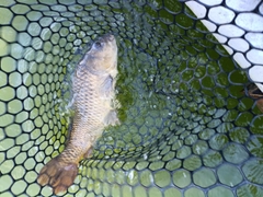 コイの釣果