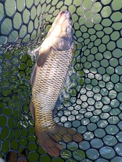 コイの釣果