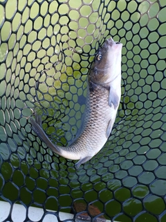 コイの釣果
