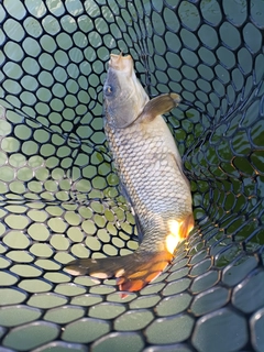コイの釣果