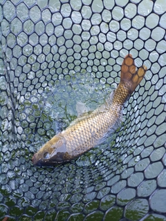 コイの釣果