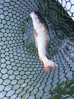コイの釣果