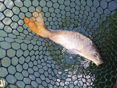 コイの釣果