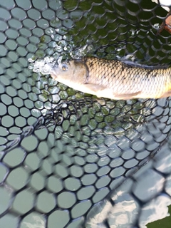 コイの釣果