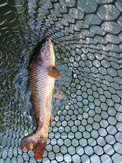 コイの釣果