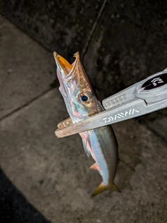 カマスの釣果