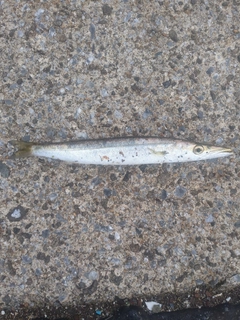 カマスの釣果
