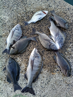 クロダイの釣果