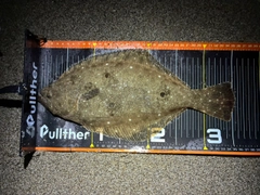 ヒラメの釣果