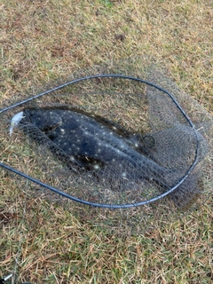 ヒラメの釣果