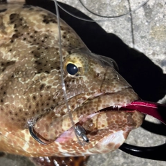 アカマダラハタの釣果