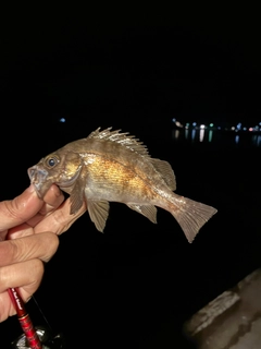 アイナメの釣果