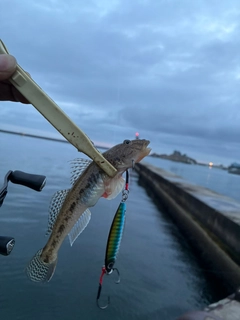 ハゼの釣果
