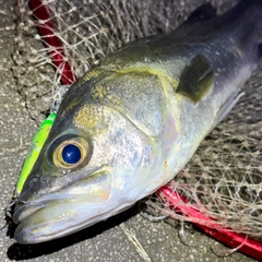フッコ（マルスズキ）の釣果