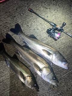 シーバスの釣果