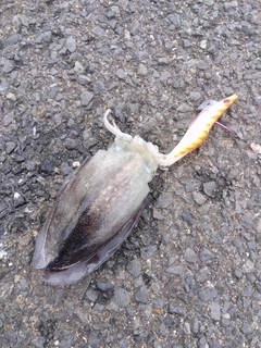 シリヤケイカの釣果