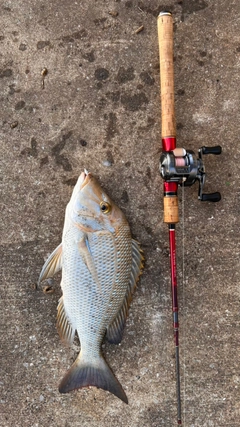 タマンの釣果