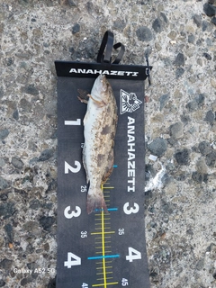 アブラコの釣果