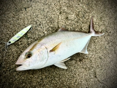 ショゴの釣果