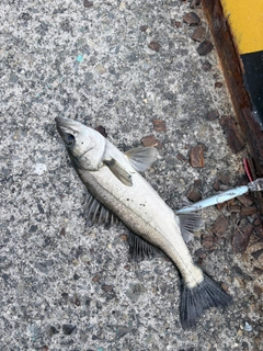 セイゴ（マルスズキ）の釣果