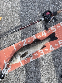 フッコ（マルスズキ）の釣果