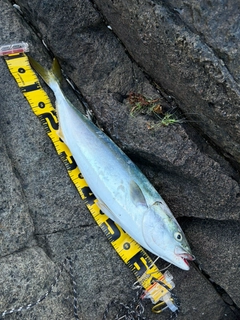 イナダの釣果