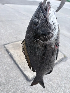 チヌの釣果