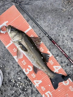 フッコ（マルスズキ）の釣果