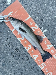 フッコ（マルスズキ）の釣果