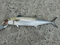 サゴシの釣果