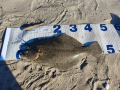 ヒラメの釣果