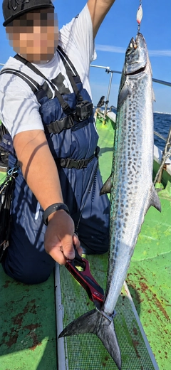 サワラの釣果