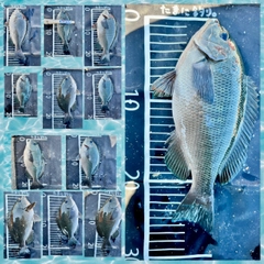 メジナの釣果