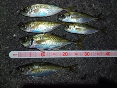 アジの釣果