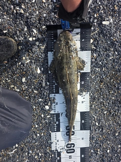 マゴチの釣果