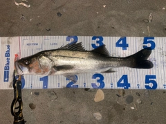 シーバスの釣果