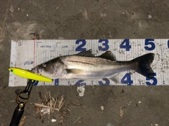 シーバスの釣果