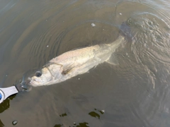 フッコ（マルスズキ）の釣果