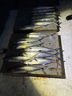 サゴシの釣果
