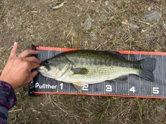 ラージマウスバスの釣果