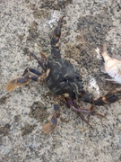イシガニの釣果