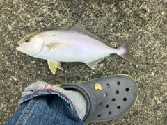 ショゴの釣果