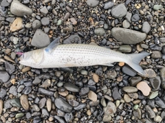 ボラの釣果